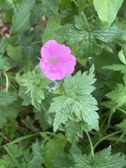 Geranium endressii