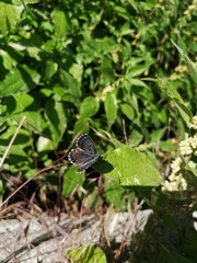 Scolitantides orion