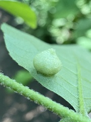 Phylloxera caryaeavellana