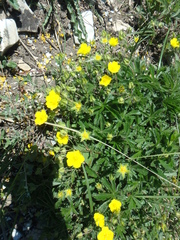 Potentilla sphenophylla