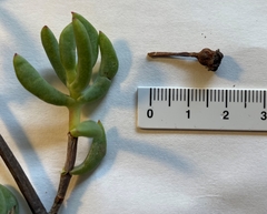 Lampranthus dregeanus