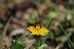 Bombylius major