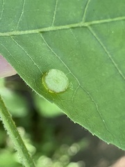 Phylloxera caryaeavellana