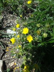 Potentilla sphenophylla