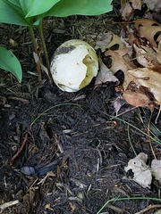 Buteo lineatus lineatus