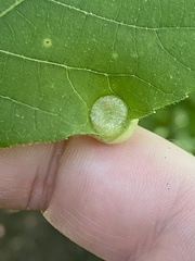 Phylloxera caryaeavellana