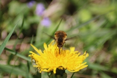 Bombylius major