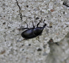 Melanobaris