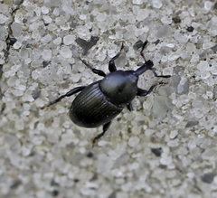 Melanobaris