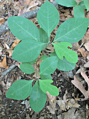 Sassafras albidum