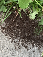 Tetramorium immigrans