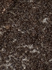 Tetramorium immigrans