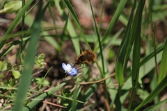 Bombylius major