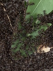 Tetramorium immigrans