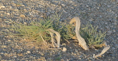 Reaumuria soongorica