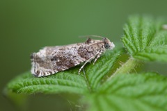 Olethreutes appendiceum