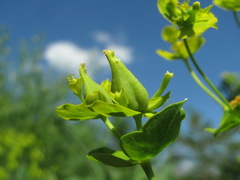 Dasineura capsulae