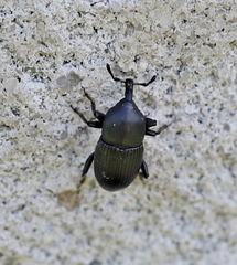 Melanobaris
