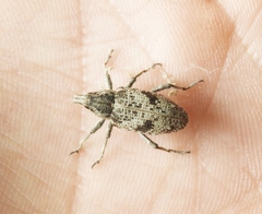 Asproparthenis punctiventris