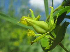 Dasineura capsulae