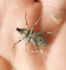 Asproparthenis punctiventris