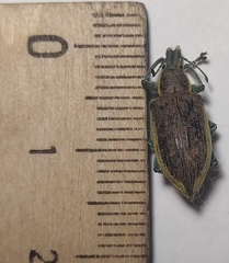 Chlorophanus flavescens