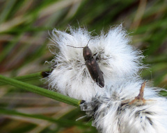 Actenicerus siaelandicus