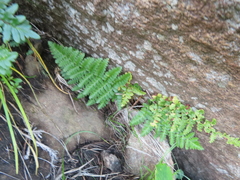 Dryopteris dracomontana