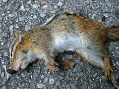 Tamias striatus