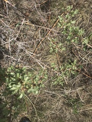 Hippophae rhamnoides