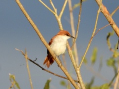 Certhiaxis mustelinus