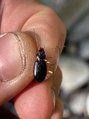 Nebria eschscholtzii