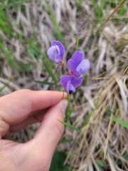 Lathyrus cyaneus