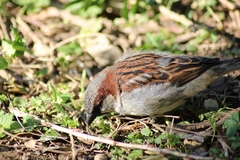 Passer domesticus