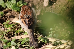 Passer domesticus