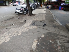 Corvus splendens