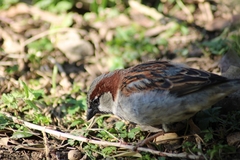 Passer domesticus