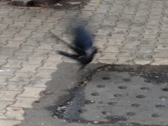 Corvus splendens