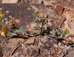 Xanthisma grindelioides