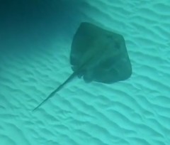 Bathytoshia centroura