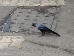 Corvus splendens