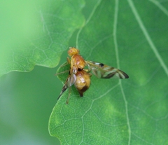 Myoleja lucida