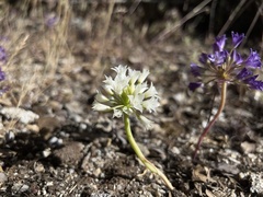 Allium abramsii