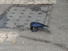 Corvus splendens