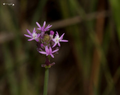 Polygala incarnata