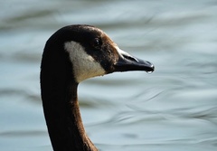 Branta canadensis