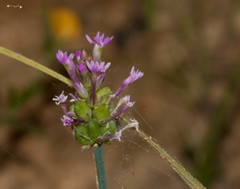 Polygala incarnata