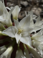 Allium abramsii