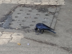 Corvus splendens