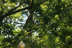 Luscinia megarhynchos